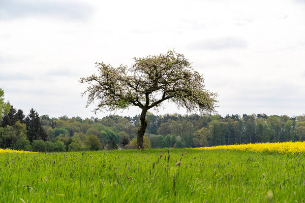 Blooming tree in the grass field in spring 