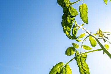 Güneşli bir bahar gününde domates bitkisi  