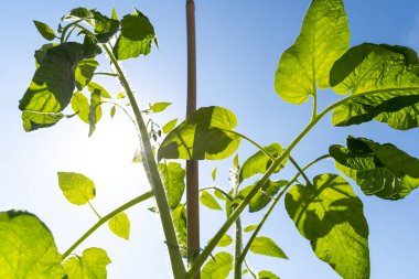 Güneşli bir bahar gününde domates bitkisi  