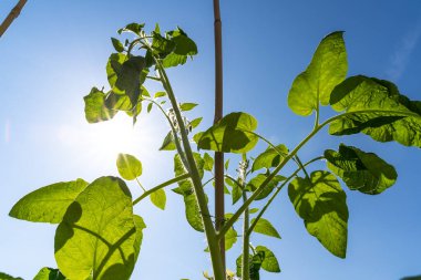 Güneşli bir bahar gününde domates bitkisi  