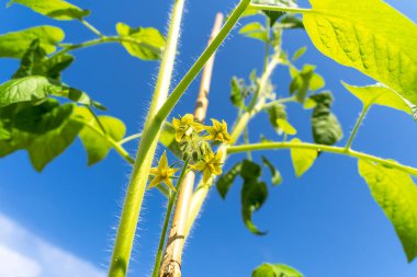 Baharda çiçekli domates bitkisi