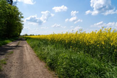 Güneşli bir günde açan kolza tohumu tarlası Baharda mavi gökyüzü