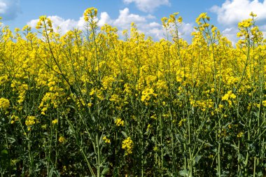 Baharda güneşli bir günde kolza tohumu tarlası