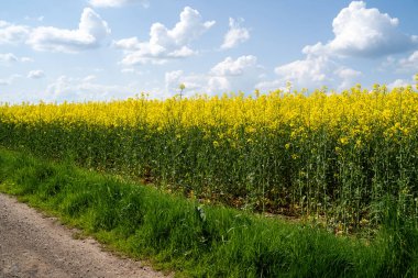 Baharın güneşli bir gününde açan kolza tohumu tarlası