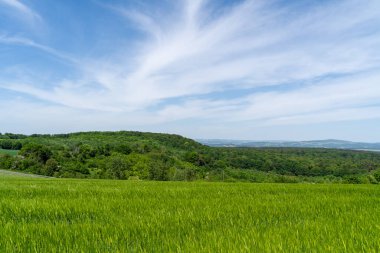 İlkbaharda kırsal alanda tahıl tarlaları ve ağaçlar