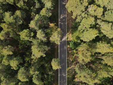 Ormandaki ağaçlar arasındaki bir yolun havadan görünüşü