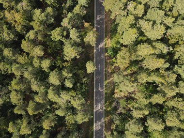 Ormandaki ağaçlar arasındaki bir yolun havadan görünüşü
