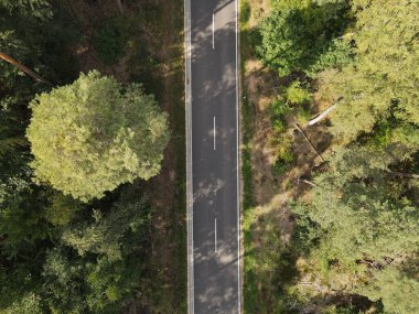 Ormandaki ağaçlar arasındaki bir yolun havadan görünüşü