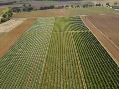 Kırsaldaki ahududu tarlasının havadan görünüşü 