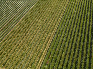 Yazın kırsaldaki ahududu tarlasının havadan görünüşü