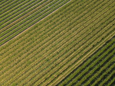 Kırsaldaki ahududu tarlasının havadan görünüşü 