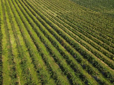 Yazın kırsaldaki ahududu tarlasının havadan görünüşü