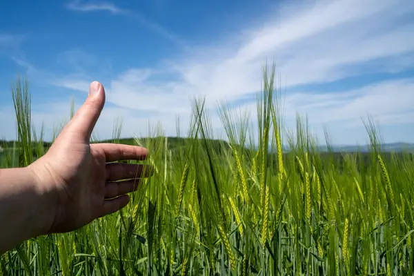 İlkbaharda tarlada tohum yetiştiren yeşile dokunmak 