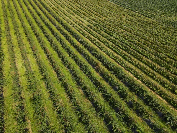 Yazın kırsaldaki ahududu tarlasının havadan görünüşü
