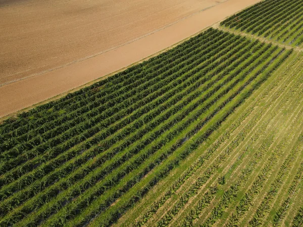 Ahududu tarlasının havadan görünüşü ve tarlaya sürülmüş toprak kırsalda