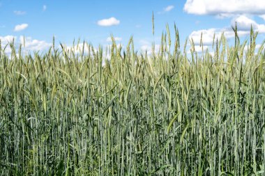 Baharda yeşil çavdar tarlası