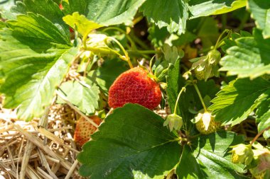 Baharda tarlada çilek