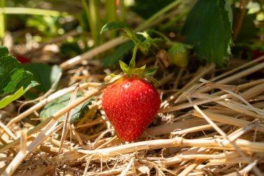 Baharda tarlada kırmızı çilek