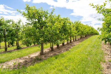İlkbaharda elma ağaçlı tarla