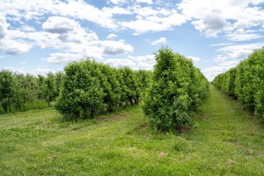 İlkbaharda elma ağaçlı tarla