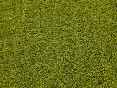 Çiftlik arazisinde kolza tohumu 