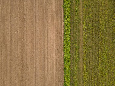 Toprak ve kolza tohumu olan bir tarlanın üstünden bak. 