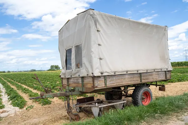 Trailer from tractor in the strawberry farm