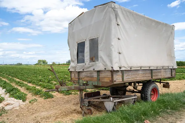 Tractor trailer in the strawberry farm
