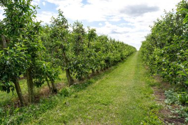 İlkbaharda bir fidanlıkta elma ağaçları
