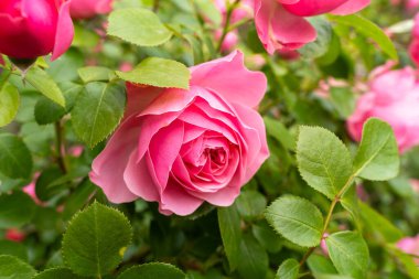 Bahçedeki pembe gül