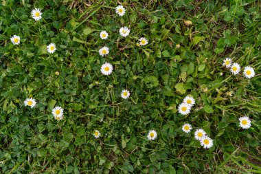 Bahçede papatyalar var.