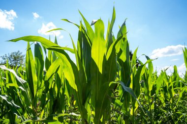 Mavi güneşli gökyüzü ile mısır tarlası 