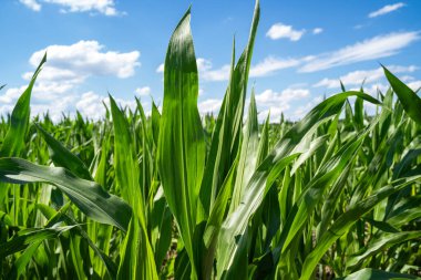 Mavi güneşli gökyüzü ile mısır tarlası 