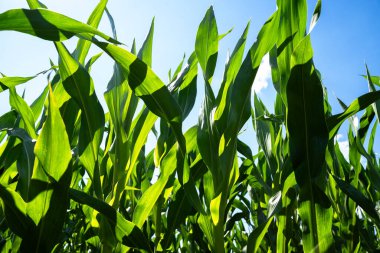 Mavi güneşli gökyüzü ile mısır tarlası 