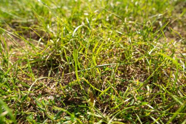 Yazın bahçedeki çimenleri kapat. 