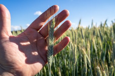 Elin yeşil, olgunlaşmamış arpaya değsin