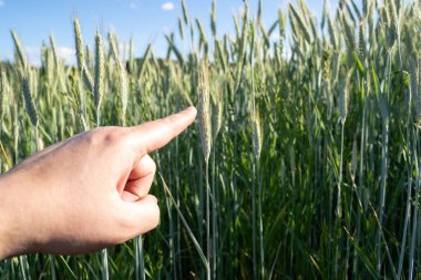 Parmaklar yazın olgunlaşmamış arpaları işaret ediyor.