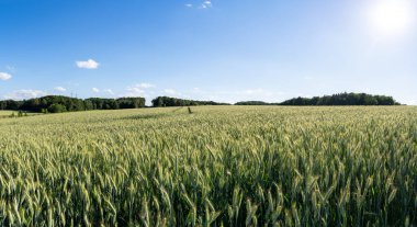 Yazın yeşil, olgunlaşmamış bir arpa tarlası manzarası