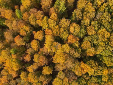 Sonbaharda bir ormanın yukarıdan görünüşü