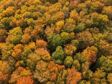 Sonbaharda bir ormanın yukarıdan görünüşü