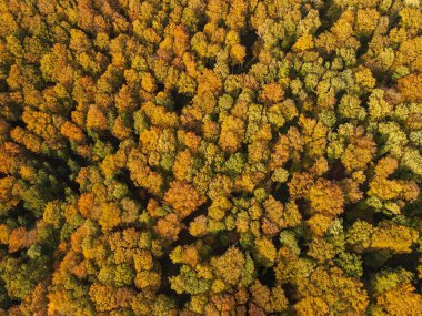 Sonbaharda bir ormanın havadan görünümü