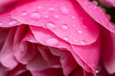 Su damlalı pembe gül