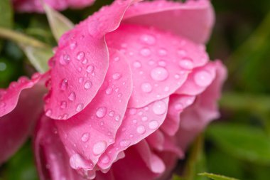 Su damlalı pembe gül