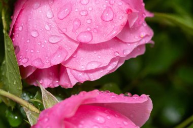 Su damlalı pembe bir gülü kapat