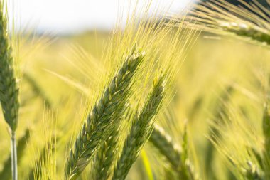 Yazın yeşil olgunlaşmamış arpa