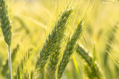 Yazın yeşil olgunlaşmamış arpa