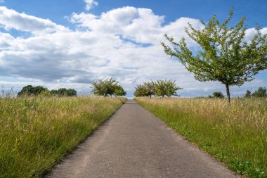 Yazın arazideki patika.