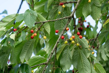 Ağaç dalındaki kirazlar 