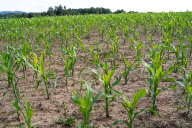 Yazın tarlada küçük mısır bitkileri.
