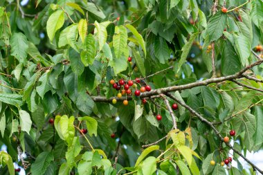 Ağaç dalındaki kirazlar 